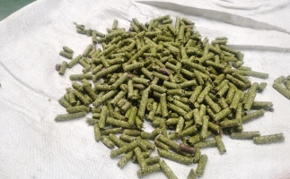 鋸末顆粒一噸能賺多少?顆粒機(jī)廠家給你算了一筆賬